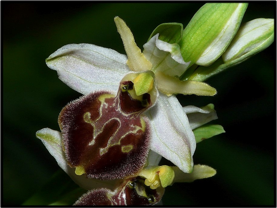 Ophrys sipontensis